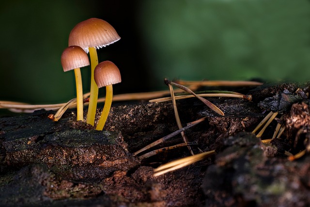 蘑菇 漂亮的帽子 木头 - 上的免费照片