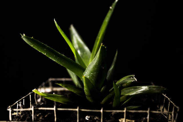 植物 Savila 自然 - 上的免费照片