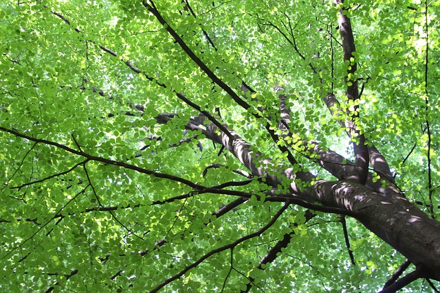 树 绿色 Nat - 上的免费照片