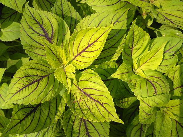 布达佩斯 玛格丽特岛 - 上的免费照片