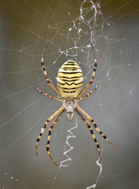 花园 春天 蝴蝶 - 上的免费照片
