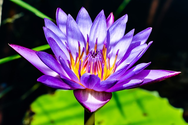 莲花 花 水 - 上的免费照片