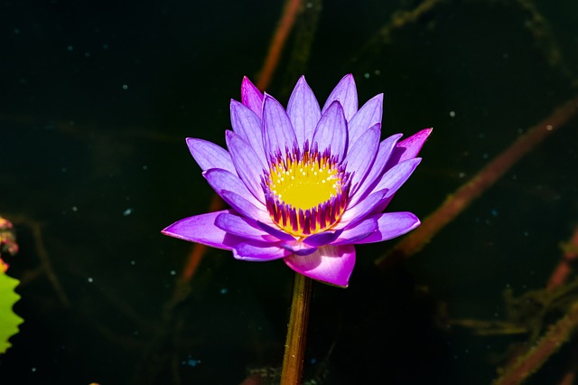 莲花 花 水 - 上的免费照片
