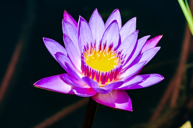 莲花 花 水 - 上的免费照片