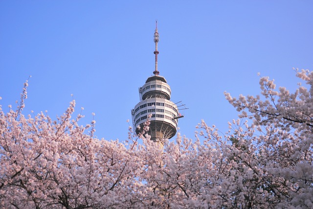 韩国 大邱 Cherryblossom - 上的免费照片