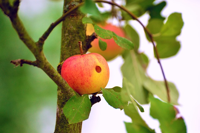 苹果 虫洞 虫蛀 - 上的免费照片