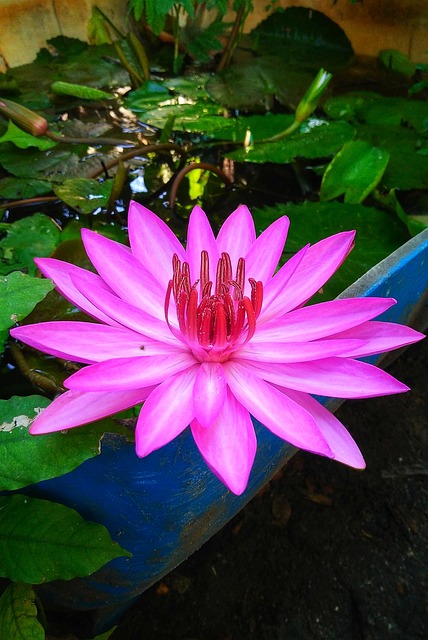 花 百合 淋浴水 - 上的免费照片