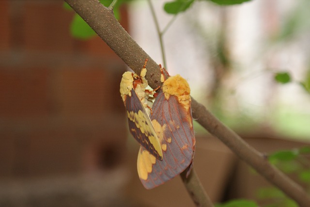 Mariposa 交配 Casal - 上的免费照片