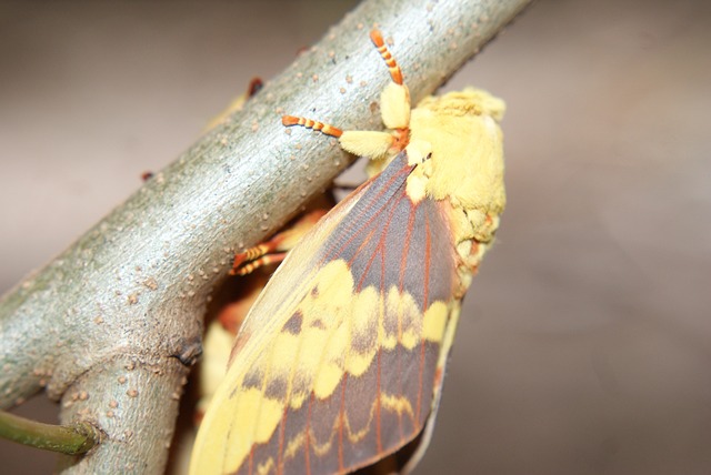 Mariposa 交配 Casal - 上的免费照片