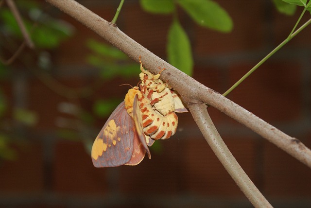 Mariposa 交配 Casal - 上的免费照片