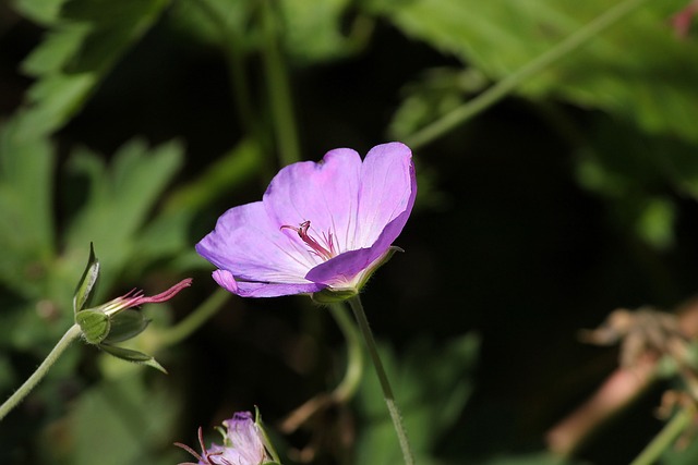 草地Cranesbill 红的天竺葵 天竺葵 - 上的免费照片