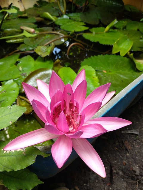 自然 花 植物 - 上的免费照片