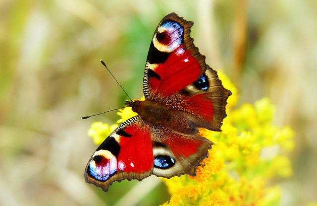 仙女孔雀 昆虫 蝴蝶的一天 - 上的免费照片
