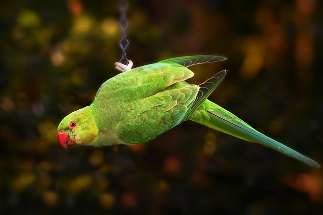 环颈的长尾小鹦鹉 鹦鹉 鸟 - 上的免费照片