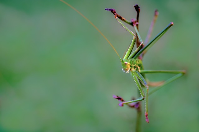 传奇故事 昆虫 蚂蚱 - 上的免费照片