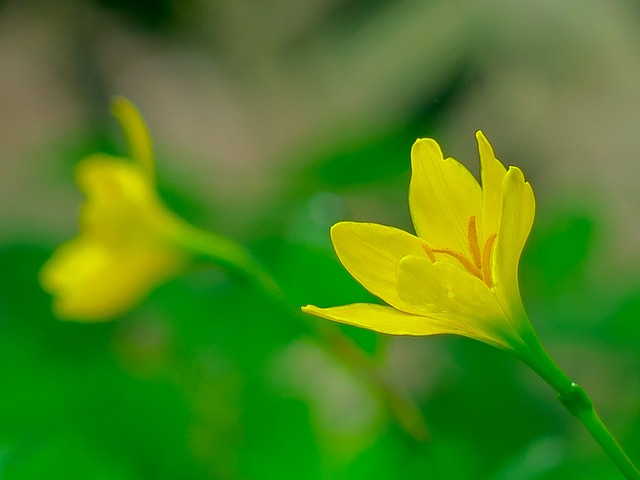 風雨蘭 花 自然 - 上的免费照片