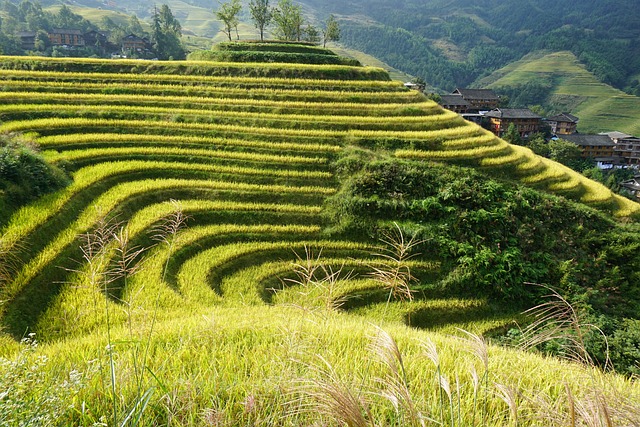Terraced Fields Longji 龙脊 - 上的免费照片