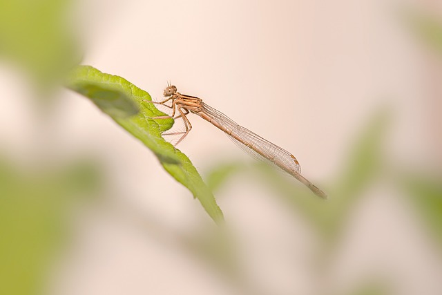 蜻蜓 Zygoptera 年轻女子 - 上的免费照片