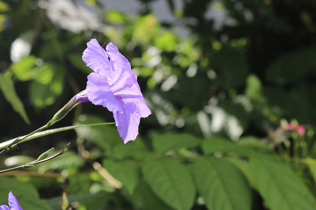 花 Ruellia - 上的免费照片