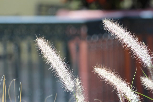 草 干草 植物 - 上的免费照片