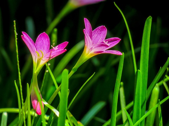 風雨蘭 花 自然 - 上的免费照片