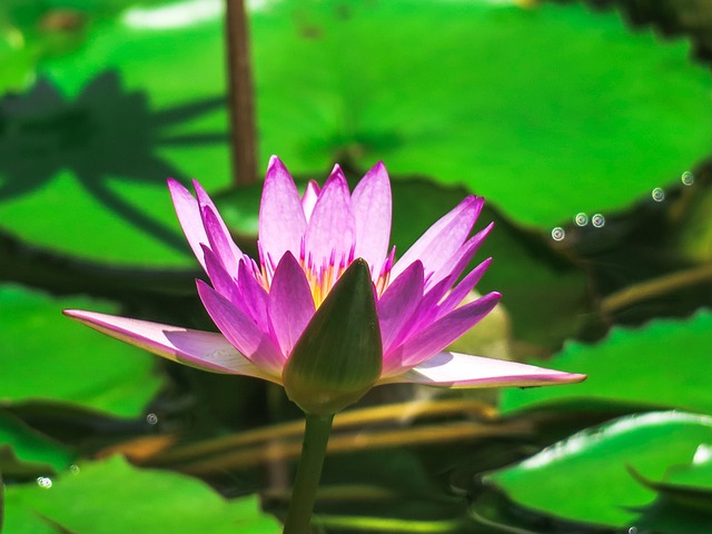 睡莲 水生植物 夏天 - 上的免费照片