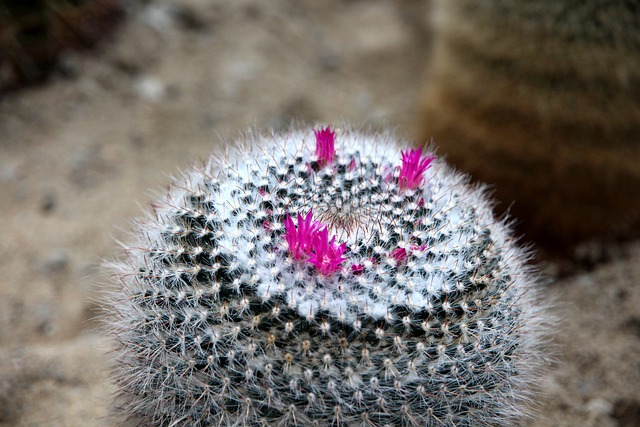 仙人掌 乳头状 Mammillaria Laui - 上的免费照片