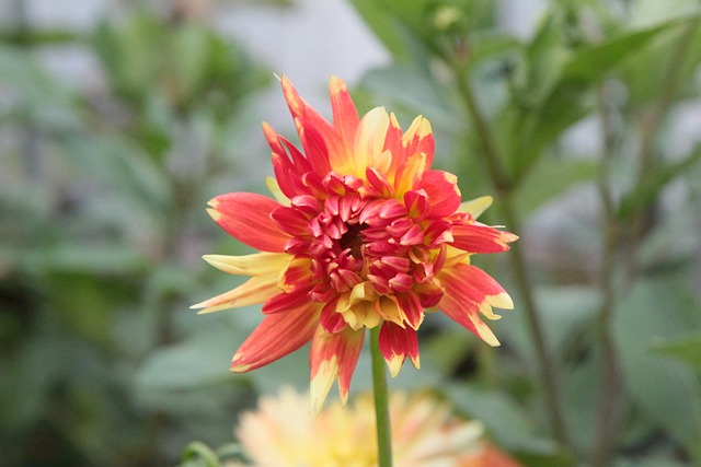 大丽花 Dahlia的-橙色 - 上的免费照片