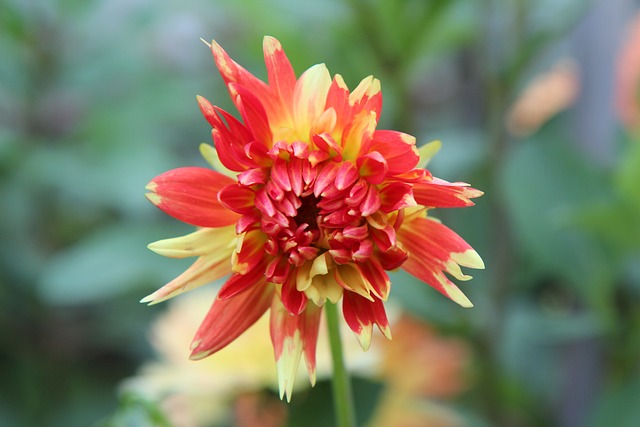 大丽花 Dahlia的-橙色 - 上的免费照片