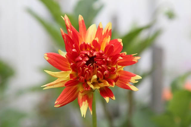 大丽花 Dahlia的-橙色 - 上的免费照片