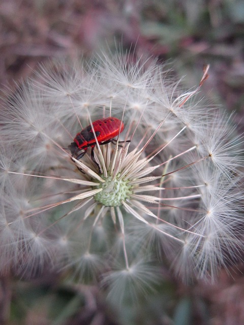 萤火虫 火虫 Pyrrhocoris Apterus - 上的免费照片
