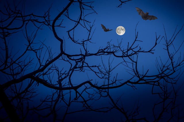 满月 夜晚 蝙蝠 - 上的免费照片
