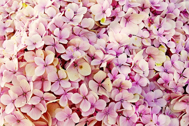 绣球花 花朵 粉色绣球花 - 上的免费照片