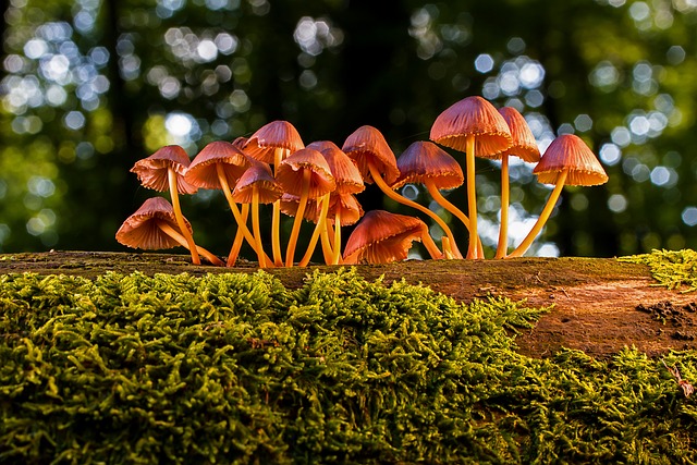 蘑菇 菌 毒菌 - 上的免费照片