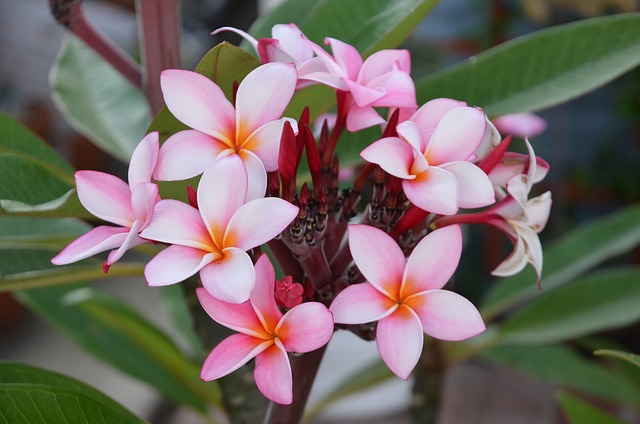 花 自然 植物 - 上的免费照片