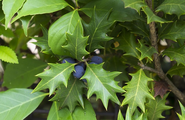 有一天 Holly 植物 - 上的免费照片