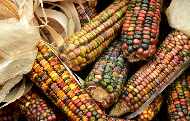 玉米 收成 食物 - 上的免费照片