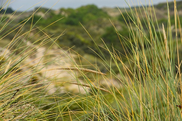 海 海滩 斯特拉海滩 Hauts De - 上的免费照片