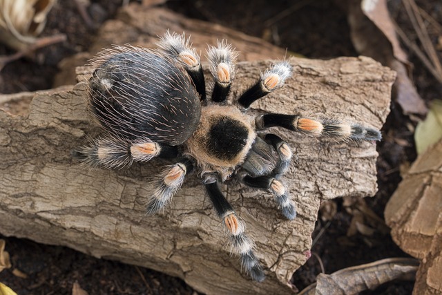 Brachypelma Smithi - 上的免费照片