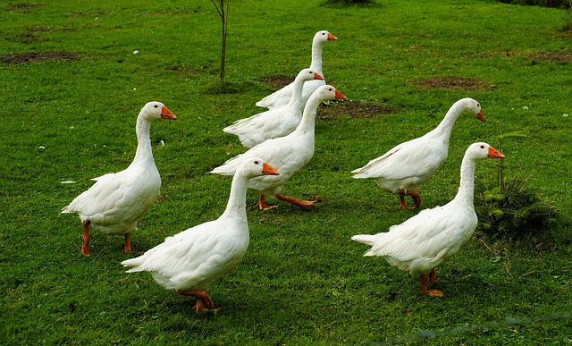 鹅 花园 白色的 - 上的免费照片