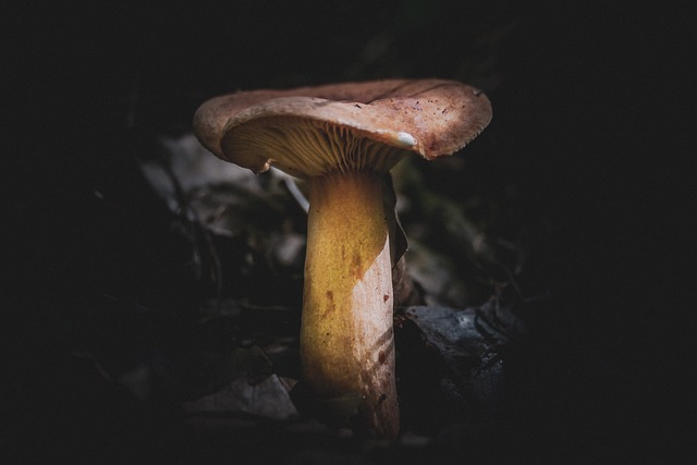 蘑菇 植物 自然 - 上的免费照片