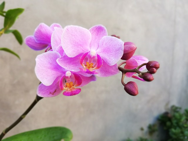 兰花 美丽的花朵 标榜 - 上的免费照片