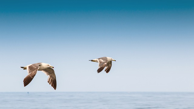 鸟类 海鸥 自然 - 上的免费照片