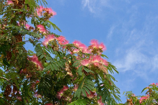 梓 树 花 - 上的免费照片