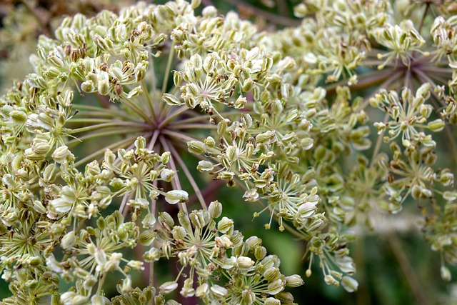 植物 种子站 Angelica - 上的免费照片