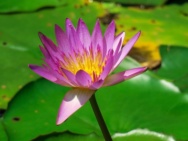 睡莲 水生植物 夏天 - 上的免费照片