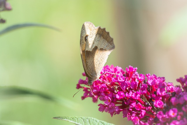 蝴蝶 Lycaon 埃德尔法特 - 上的免费照片