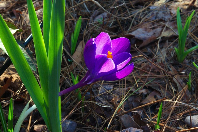 番红花冬末 番红花 春天 - 上的免费照片