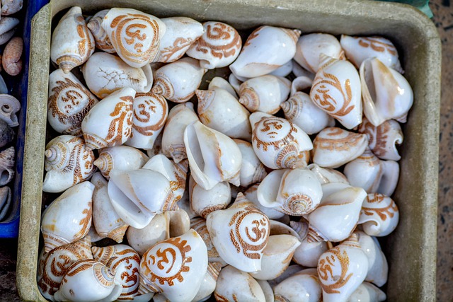蜗牛 壳 印度 - 上的免费照片