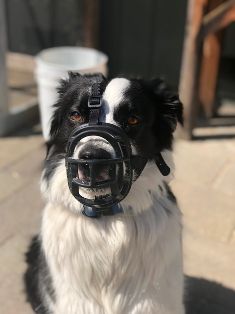 边境牧羊犬 狗 狗坐 - 上的免费照片